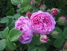 Ernst Dörell rose photo
