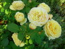Casteu Gombert ® rose photo