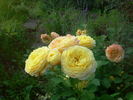 Casteu Gombert ® rose photo