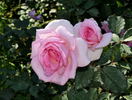 Fragrant Hill rose photo