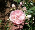 Mermaid of Zennor rose photo