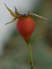 Belkanto rose photo