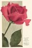 Commonwealth rose photo
