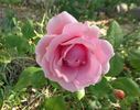 Les Sjulin rose photo