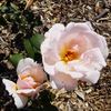 Caroline Hairston rose photo