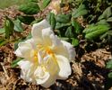 Diane Grace rose photo