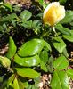 Diane Grace rose photo