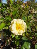 Republic of Texas rose photo