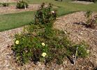Republic of Texas rose photo