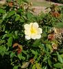 Independence Musk rose photo