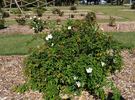 Independence Musk rose photo