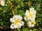 Independence Musk rose photo