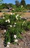 Independence Musk rose photo