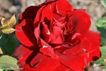 Happy Wanderer ® rose photo