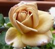 Barry rose photo