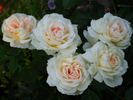 Flora Romantica rose photo