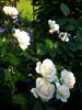 Flora Romantica rose photo