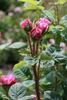 Madame Clémence Beauregard rose photo