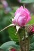 Madame Clémence Beauregard rose photo
