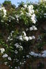 Froken Kirsten rose photo
