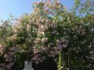 Trappendal rose photo