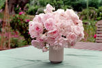 Trappendal rose photo