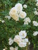 Froken Karen rose photo