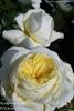 Kronprinsesse Mary rose photo