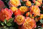 Orange Rosamini ® rose photo