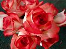 Blush rose photo