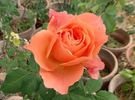 Courtoise rose photo