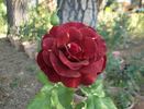 Rusty rose photo