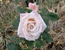 Origami ™ rose photo