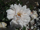 Lady Edgeworth David rose photo
