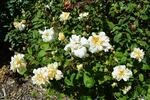 Ravensworth rose photo