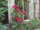 Crimson Showers rose photo