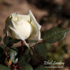 Ethel Sanday rose photo