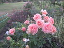 Dakota's Song rose photo