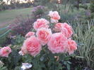 Dakota's Song rose photo