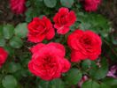 Sonia Meilove rose photo