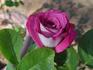 Harlequin ™ rose photo