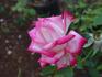 Standing Ovation ™ rose photo