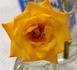 Dee Bennett ™ rose photo