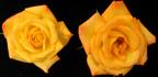 Dee Bennett ™ rose photo