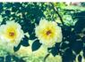 Golden Climber rose photo