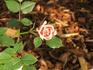 Latte rose photo