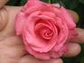 Agatha Christie rose photo