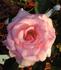 Natali ® rose photo