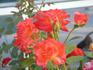 Roman Holiday rose photo