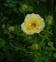 Yellow Fairy ™ rose photo